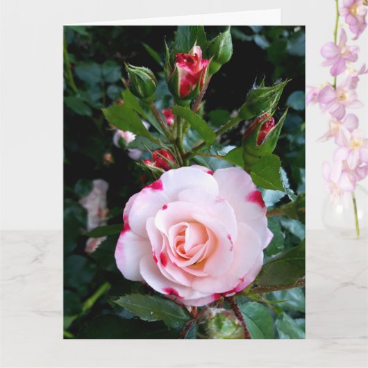 バラ花紅白薔薇 カード (蘭)