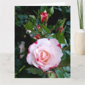 バラ花紅白薔薇 カード (正面)