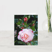 バラ花紅白薔薇 カード (正面)