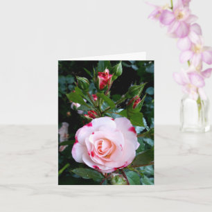 バラ花紅白薔薇 カード