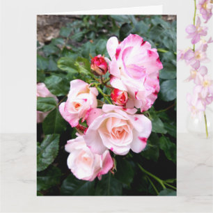 バラ花紅白薔薇 カード
