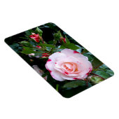 バラ花、ピンク赤い白いバラ マグネット (右側)