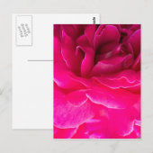 バラ花 ポストカード (正面/裏面)