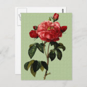 バラ芸術 ポストカード (正面/裏面)