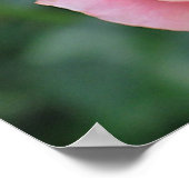 バラ芽 ポスター (角)