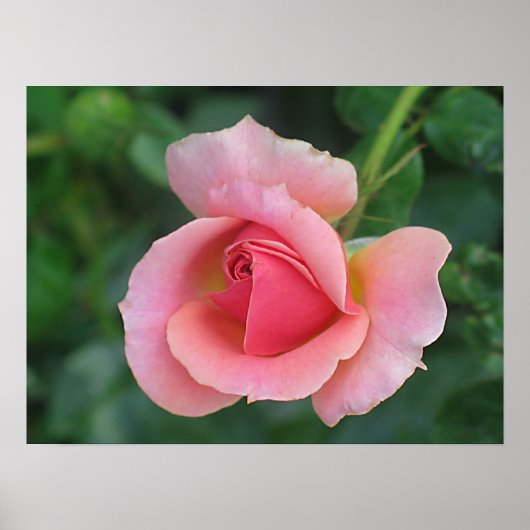 バラ芽 ポスター (正面)