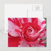 バラ赤と白はがき ポストカード (正面/裏面)
