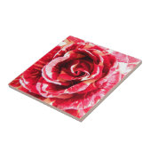 バラ赤と白ストライプの花の写真 タイル (側面)