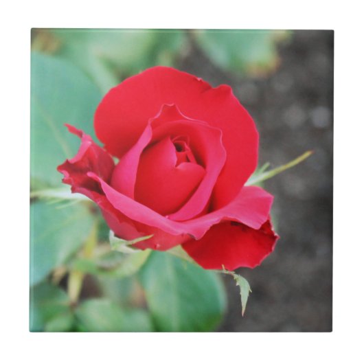 バラ赤 タイル (正面)