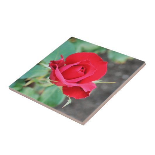 バラ赤 タイル (側面)