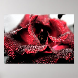 バラ開花ポスター/プリント ポスター