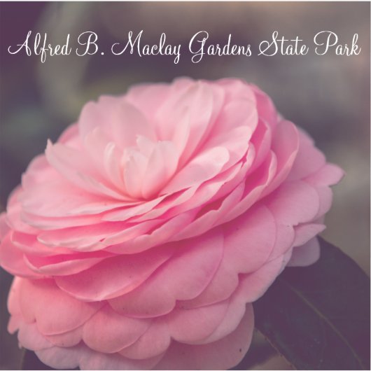 バラ開花 シール (正面)