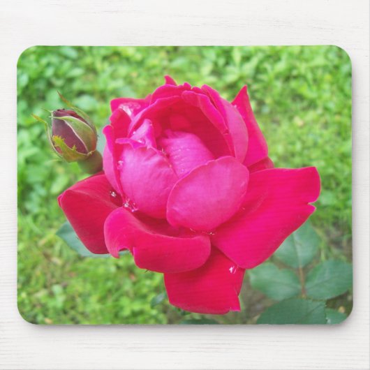 バラ開花 マウスパッド (正面)