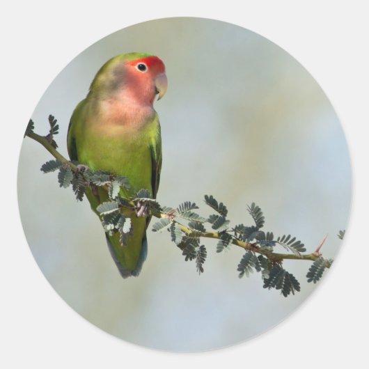 バラ顔のインコの枝上でのポーズ ラウンドシール (正面)