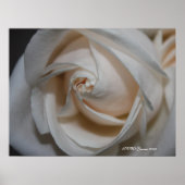 バラ13 ポスター (正面)