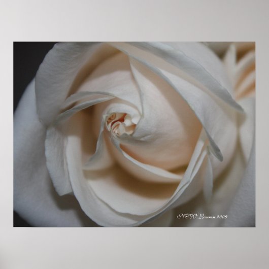 バラ13 ポスター (正面)