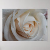 バラ16 ポスター (正面)