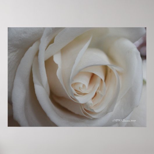 バラ16 ポスター (正面)