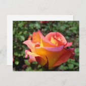 バラ インビテーションポストカード (正面/裏面)