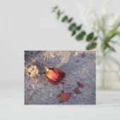 バラ（カラー）はがき ポストカード (スタンド正面)