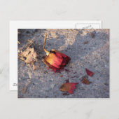 バラ（カラー）はがき ポストカード (正面/裏面)