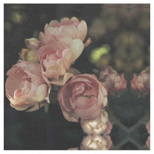 バラ ファブリック (クローズアップ)