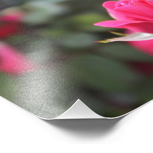 バラ フォトプリント (角)