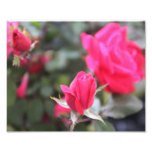 バラ フォトプリント (正面)