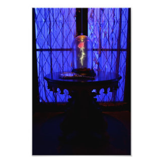 バラ フォトプリント           