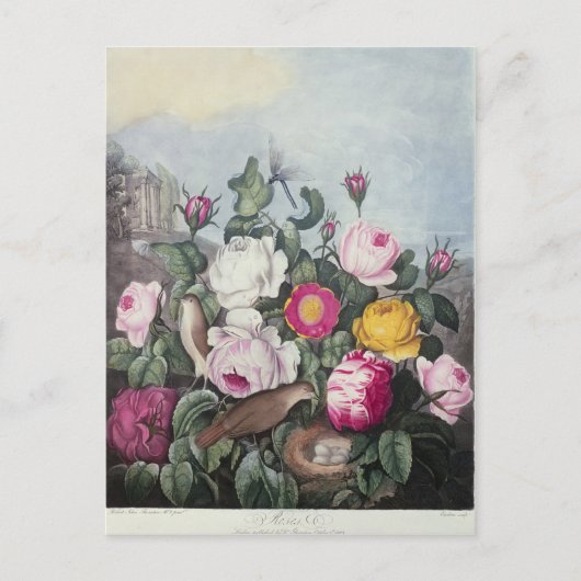 バラ、「フローラの神殿」より ポストカード (正面)
