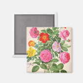 バラ、プレート4ナッソーフローリギウム（w/cオン） マグネット (正面/裏面)