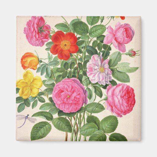 バラ、プレート4ナッソーフローリギウム（w/cオン） マグネット (正面)