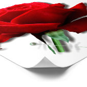 バラ ポスター (角)