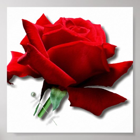 バラ ポスター (正面)