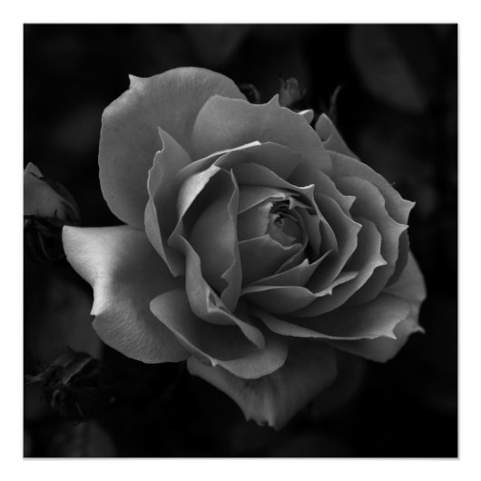 バラ ポスター (正面)