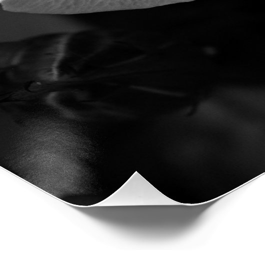 バラ ポスター (コーナー)