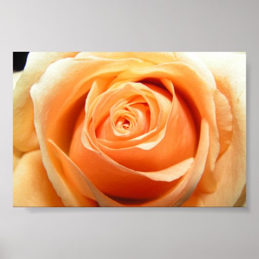 バラ ポスター (正面)