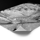 バラ ポスター (角)