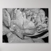 バラ ポスター (正面)