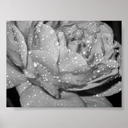 バラ ポスター (正面)