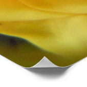 バラ ポスター (角)