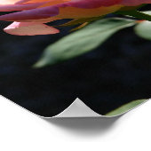 バラ ポスター (角)