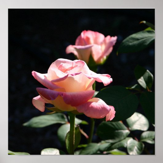 バラ ポスター (正面)