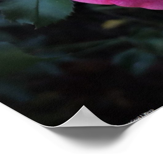 バラ、 ポスター (角)