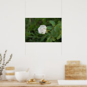 バラ ポスター (キッチン)