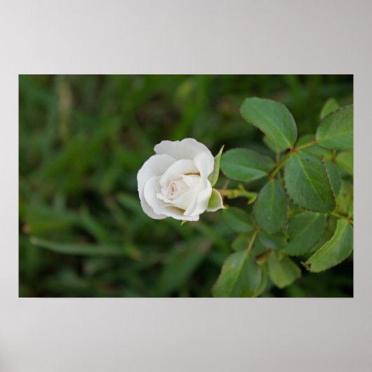 バラ ポスター (正面)