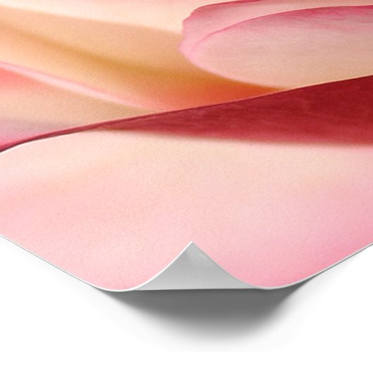 バラ ポスター (角)