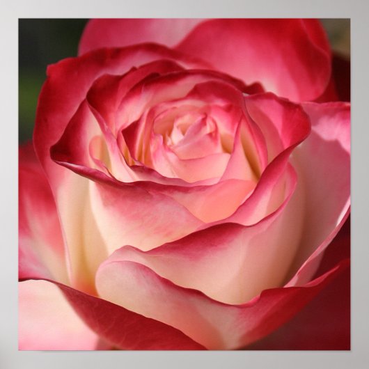 バラ ポスター (正面)