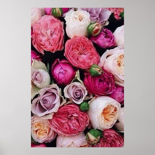 バラ ポスター (正面)