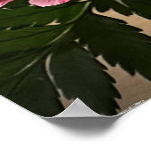 バラ、 ポスター (角)